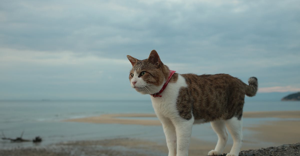 découvrez notre sélection de colliers pour chats, alliant élégance et sécurité. offrez à votre félin un accessoire stylé et confortable tout en garantissant sa sécurité avec des colliers équipés de boucles de sécurité.