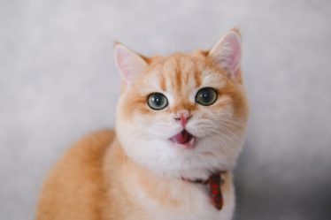 découvrez notre collection de colliers pour chats, alliant confort et style. offrez à votre félin un accessoire tendance tout en assurant sa sécurité grâce à nos modèles ajustables et réfléchissants. parfait pour les promenades ou à la maison.