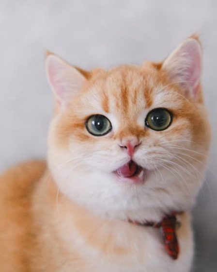découvrez notre collection de colliers pour chats, alliant confort et style. offrez à votre félin un accessoire tendance tout en assurant sa sécurité grâce à nos modèles ajustables et réfléchissants. parfait pour les promenades ou à la maison.
