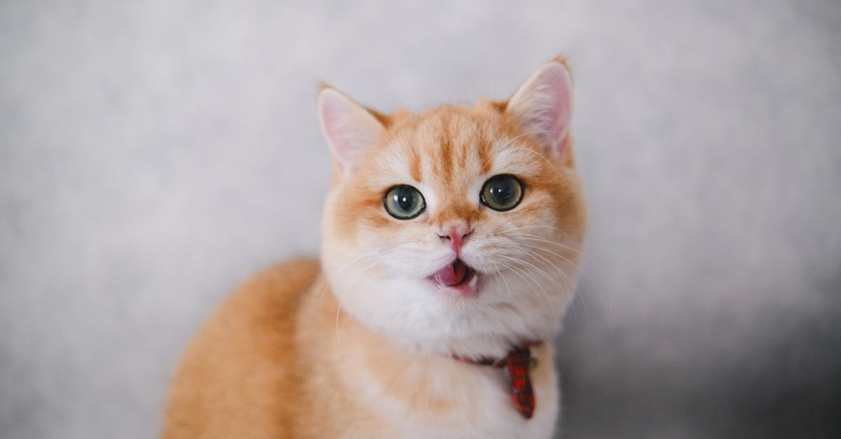 découvrez notre collection de colliers pour chats, alliant confort et style. offrez à votre félin un accessoire tendance tout en assurant sa sécurité grâce à nos modèles ajustables et réfléchissants. parfait pour les promenades ou à la maison.