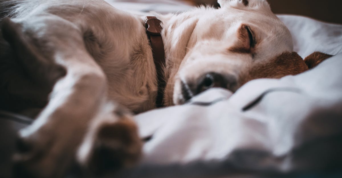découvrez notre gamme de colliers pour chiens, alliant style et confort. conçus avec des matériaux de qualité, nos colliers garantiront sécurité et élégance à votre compagnon à quatre pattes.