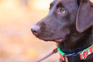 découvrez notre vaste sélection de colliers pour chiens alliant confort, sécurité et style. trouvez le collier parfait pour votre fidèle compagnon, adapté à toutes les tailles et formes de chiens. faites le choix de la qualité et du design pour le bien-être de votre animal.