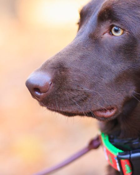 découvrez notre vaste sélection de colliers pour chiens alliant confort, sécurité et style. trouvez le collier parfait pour votre fidèle compagnon, adapté à toutes les tailles et formes de chiens. faites le choix de la qualité et du design pour le bien-être de votre animal.