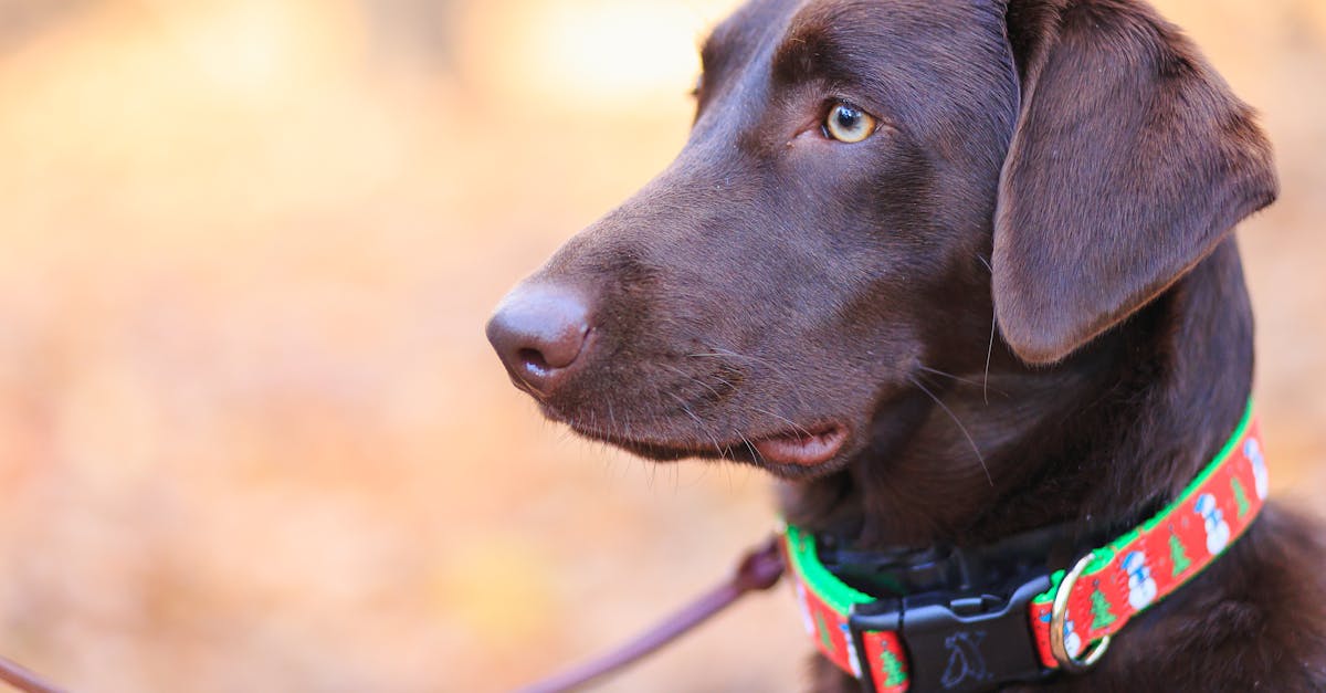 découvrez notre vaste sélection de colliers pour chiens alliant confort, sécurité et style. trouvez le collier parfait pour votre fidèle compagnon, adapté à toutes les tailles et formes de chiens. faites le choix de la qualité et du design pour le bien-être de votre animal.