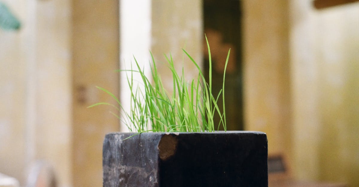 découvrez l'élégance du raffinement naturel avec notre sélection de produits bio et éco-responsables. transformez votre quotidien en adoptant un style de vie sain et durable, tout en préservant la beauté de notre planète.