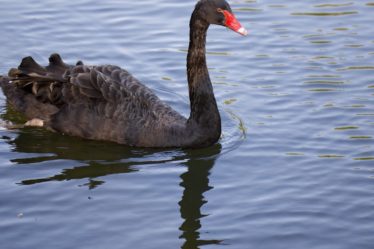 retrouvez les dernières actualités sur les animaux : découvertes, protection, espèces insolites, conseils et tendances du monde animalier au quotidien.