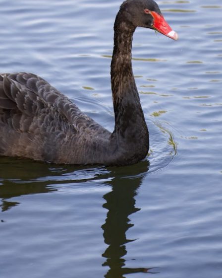 retrouvez les dernières actualités sur les animaux : découvertes, protection, espèces insolites, conseils et tendances du monde animalier au quotidien.